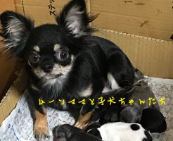 子犬販売　チワワ　犬の親子