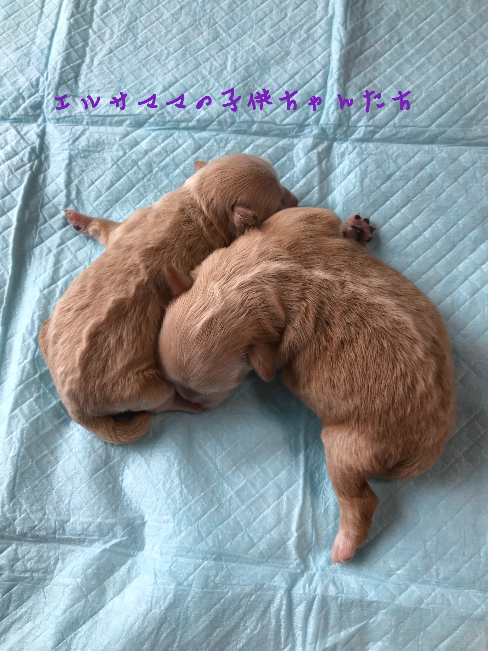 ミックス犬 トイプードル×ペキニーズ 自家繁殖
