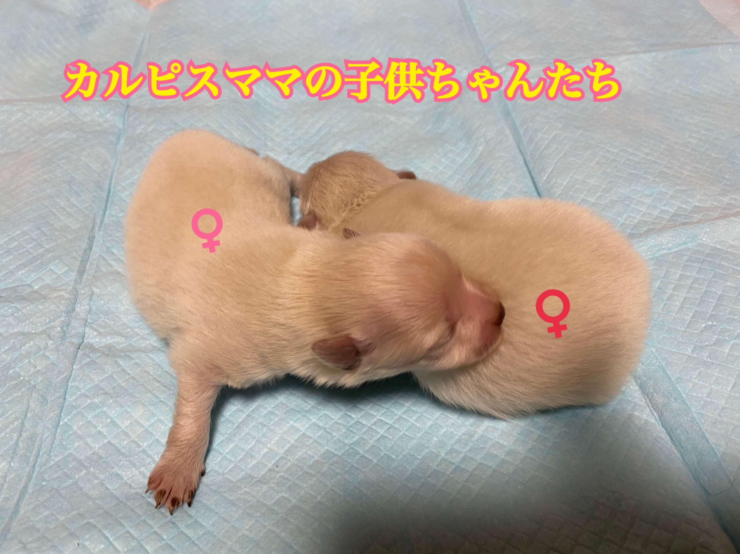 ポメラニアン生まれました カルピスママ トロイパパ 見学可能です 子犬販売ポッケ 名古屋 しつけ教室 販売 子犬を迎える日のために