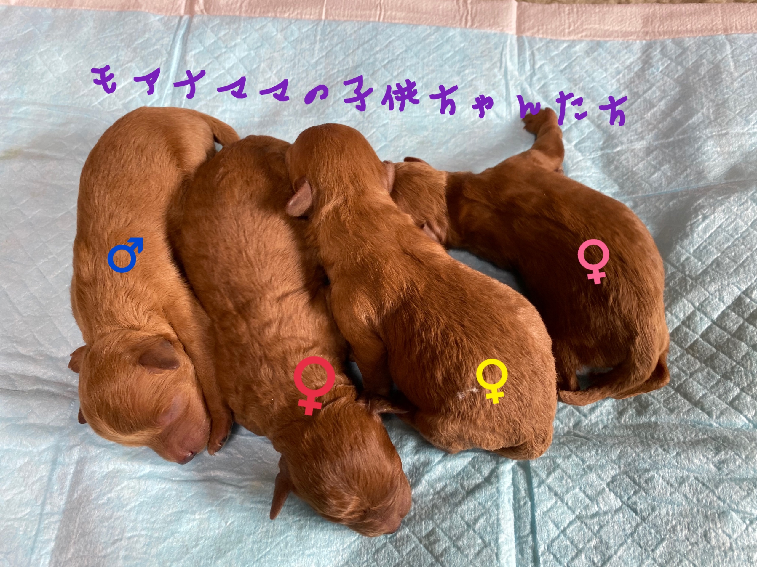 トイプードル レッド 仔犬販売