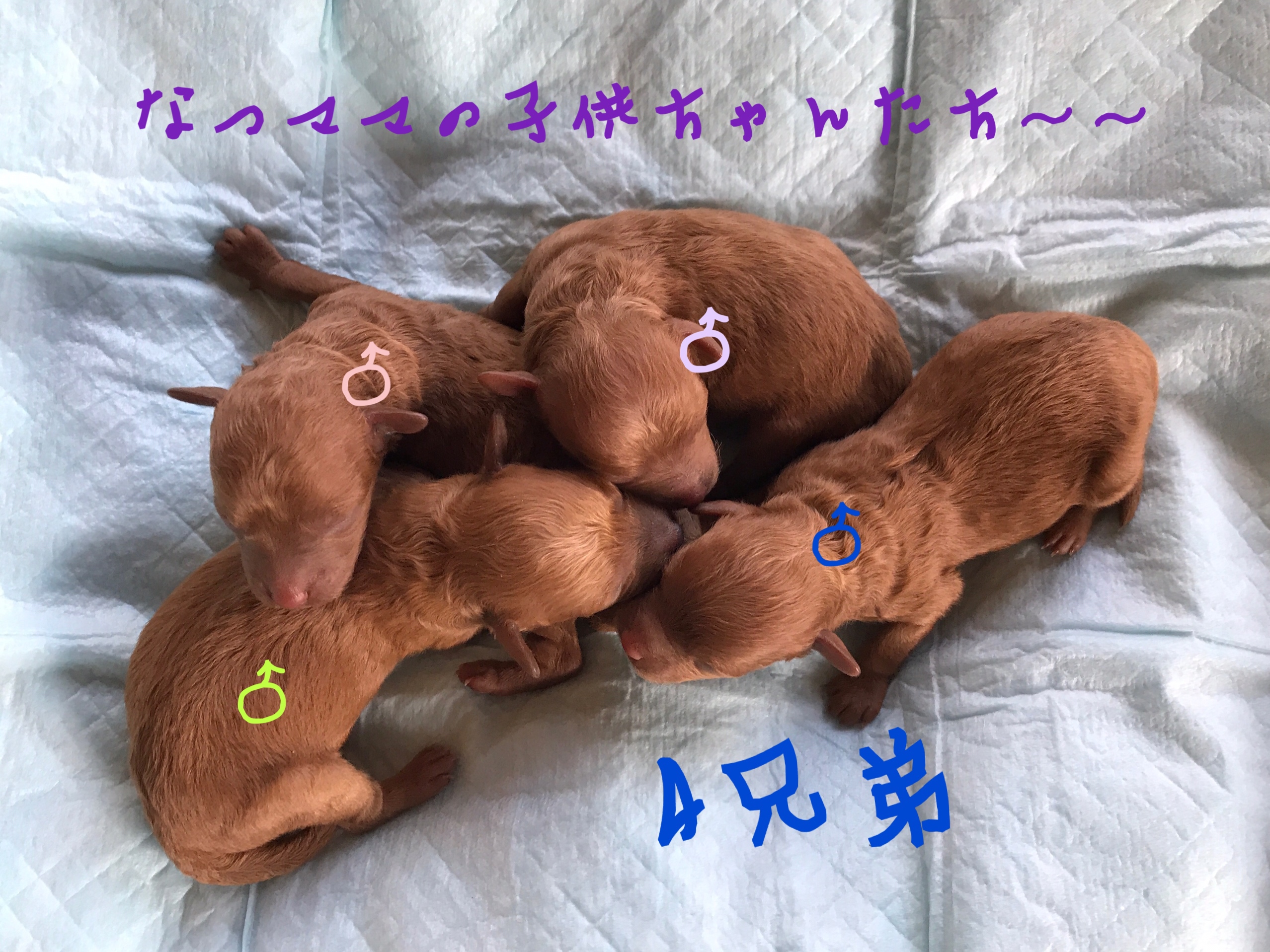 トイプードル 男の子 レッド
