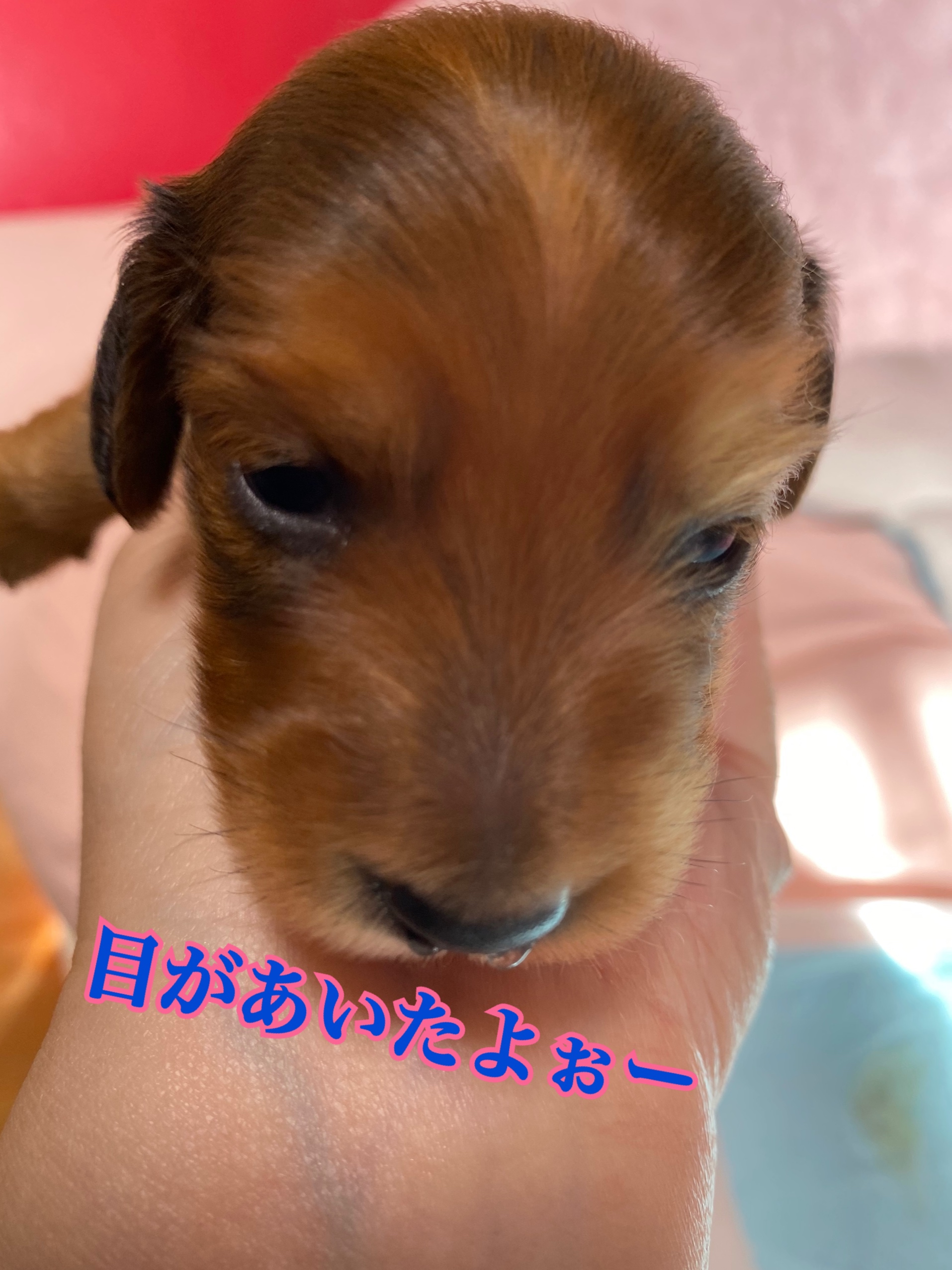 Mダックスフンド カーラママ エイトパパ 見学予約開始です 子犬販売ポッケ 名古屋 しつけ教室 販売 子犬を迎える日のために