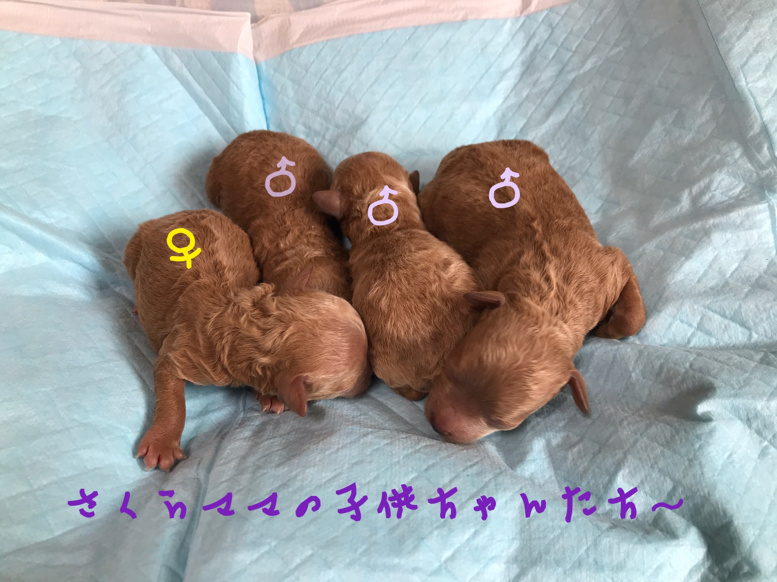 トイプードル アプリコット 仔犬