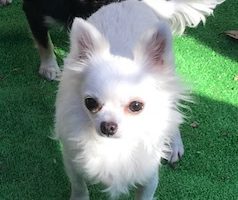 チワワ　クリーム　小ぶりサイズ