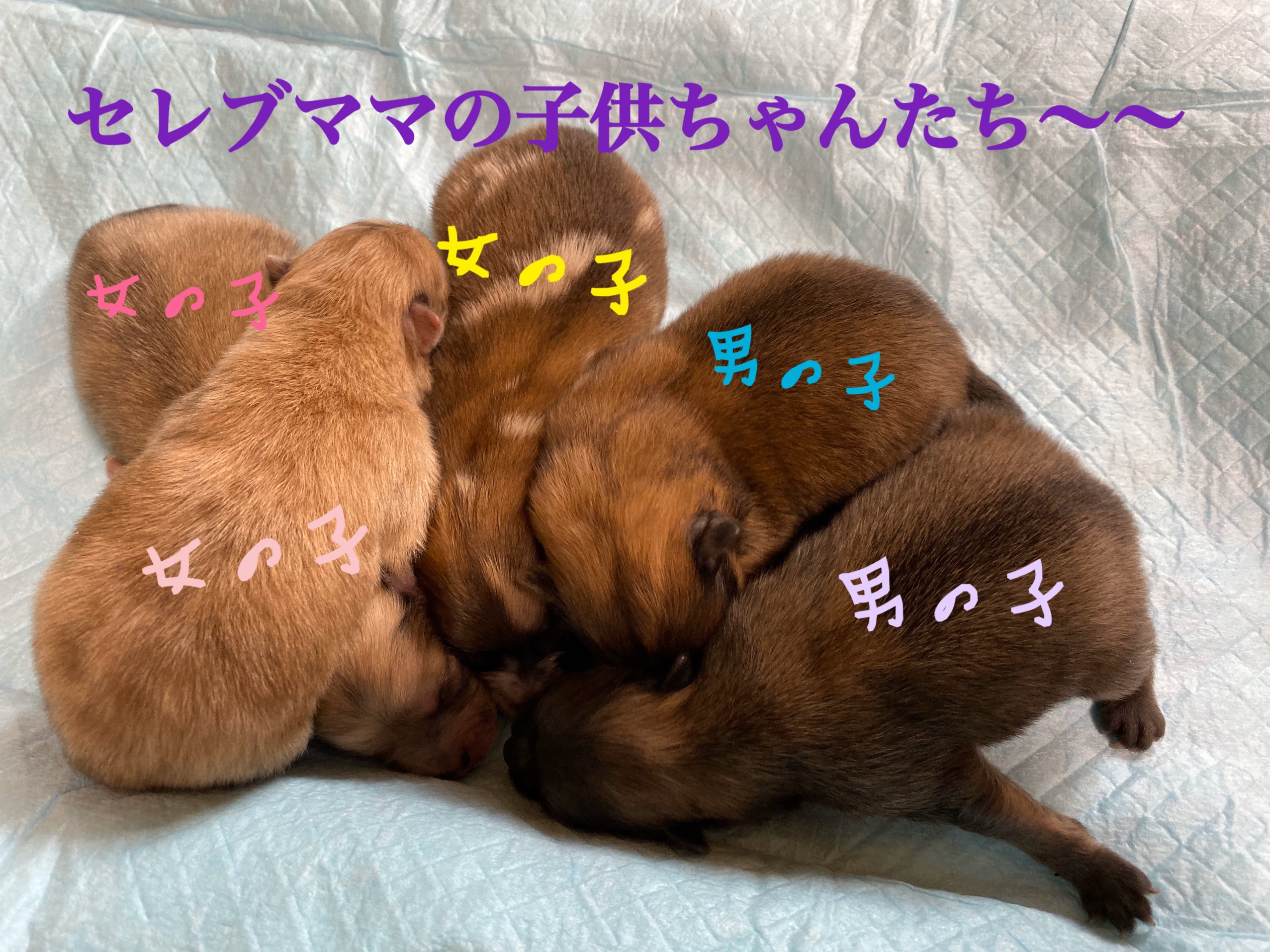 ポメラニアン チョコマーブル オレンジセーブル 自家繁殖