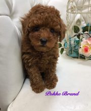 トイプードル 男の子 レッド