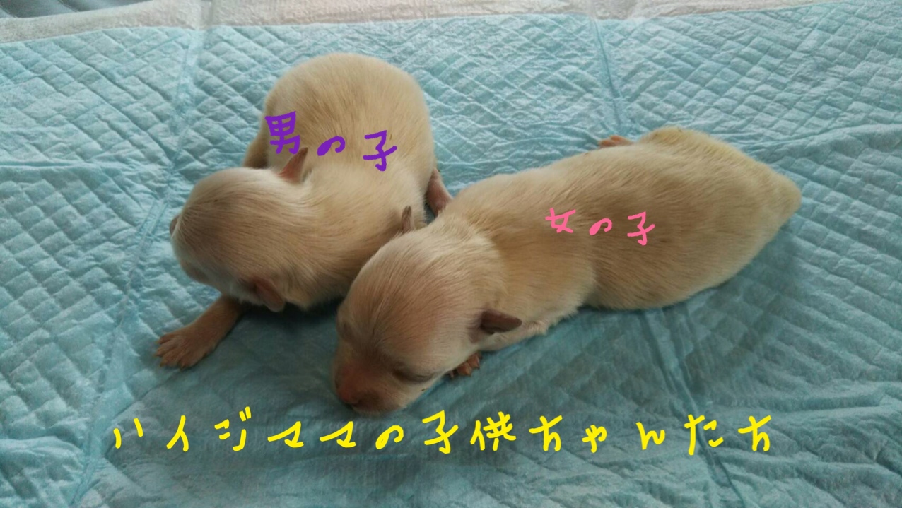 ミックス犬 マルチーズ×ポメラニアン