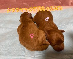 トイプードル　レッド　仔犬販売