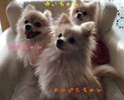 ポメラニアン　里帰りトリミング　女の子