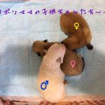 ポメラニアン 自家繁殖 クリーム オレンジ