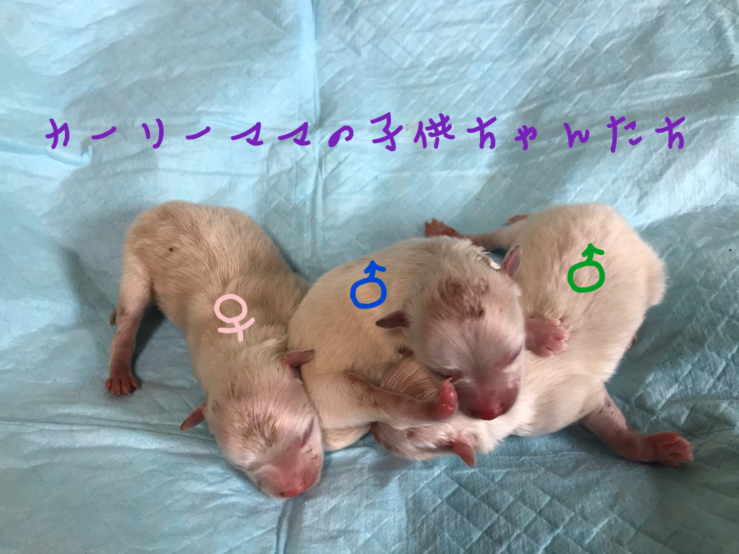 ポメラニアン ホワイト 仔犬販売