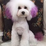 トイプードル ホワイト 男の子 看板犬 ペットコンシェルジュ