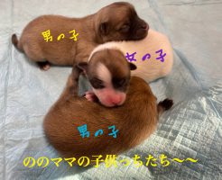 ポメラニアン　自家繁殖　パーティーカラー