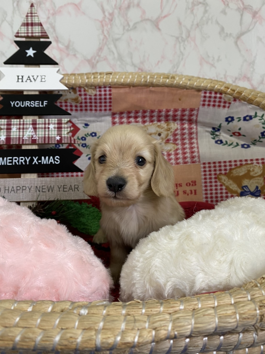 Mダックスフンド クリーム スピカママ エイトパパ 家族が決まりました 子犬販売ポッケ 名古屋 しつけ教室 販売 子犬を迎える日のために