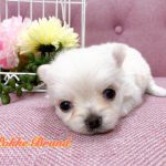 チワワ クリーム 仔犬 女の子