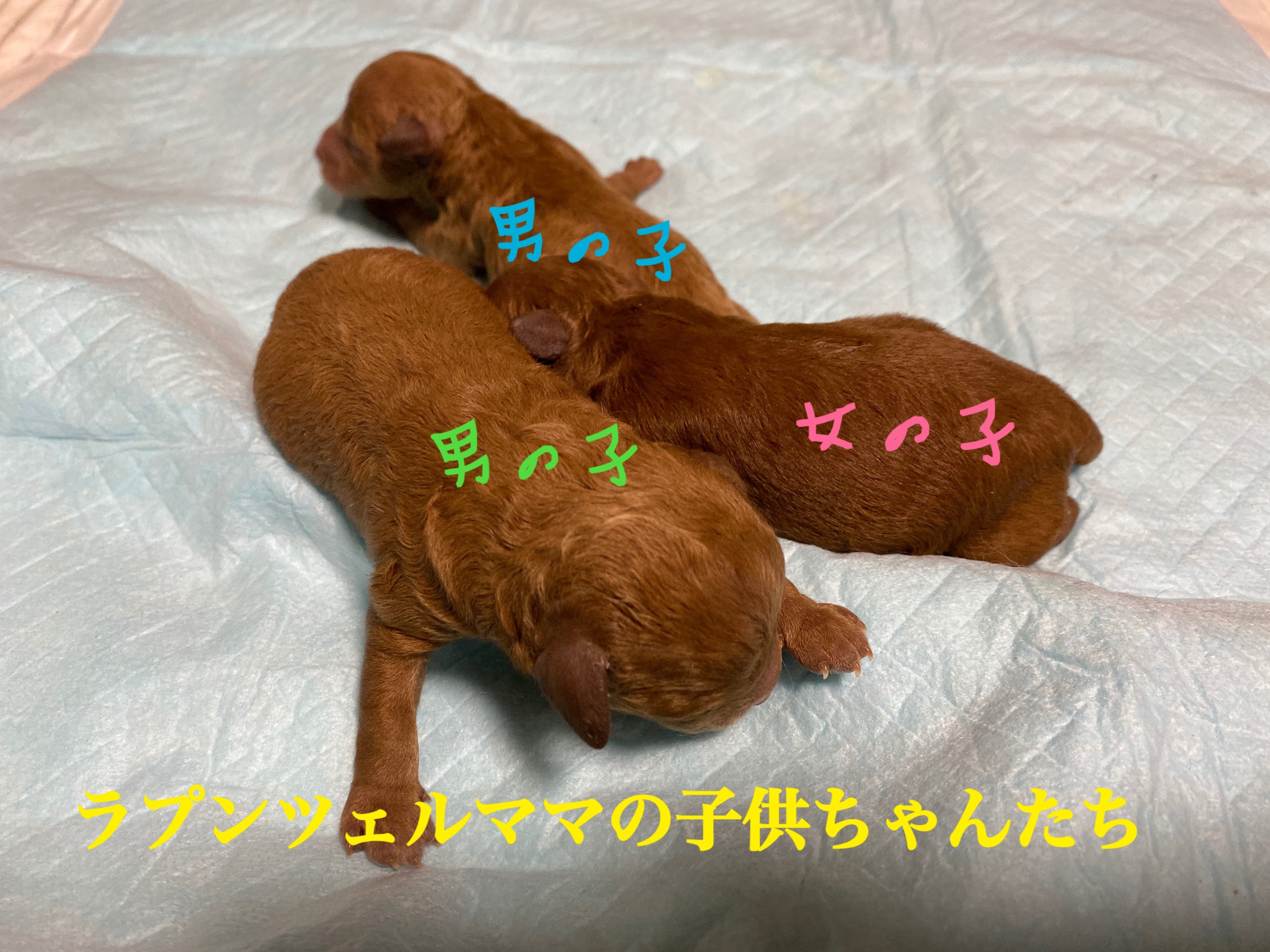 トイプードル レッド 自家繁殖 仔犬販売