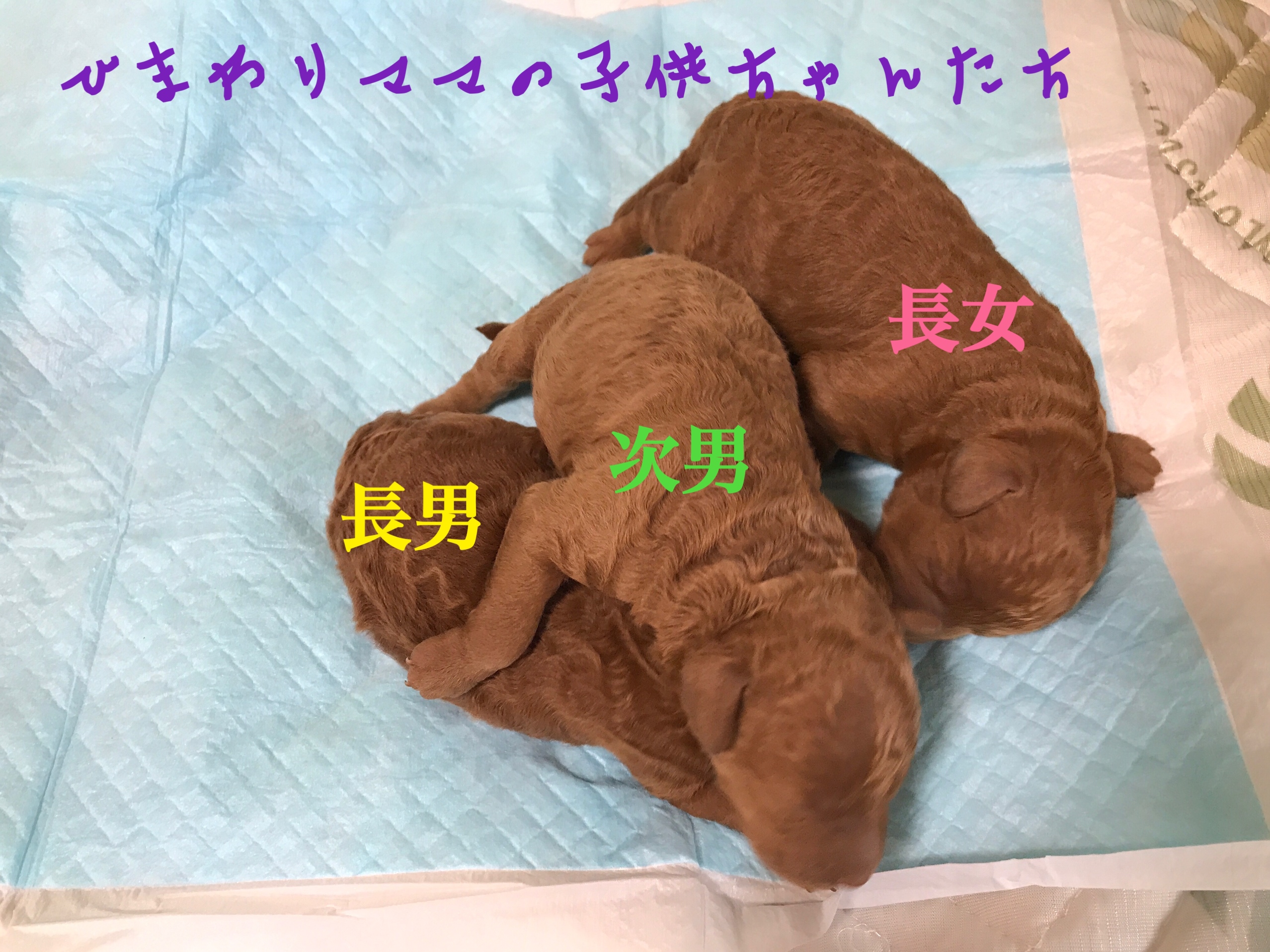 トイプードル レッド 子犬販売