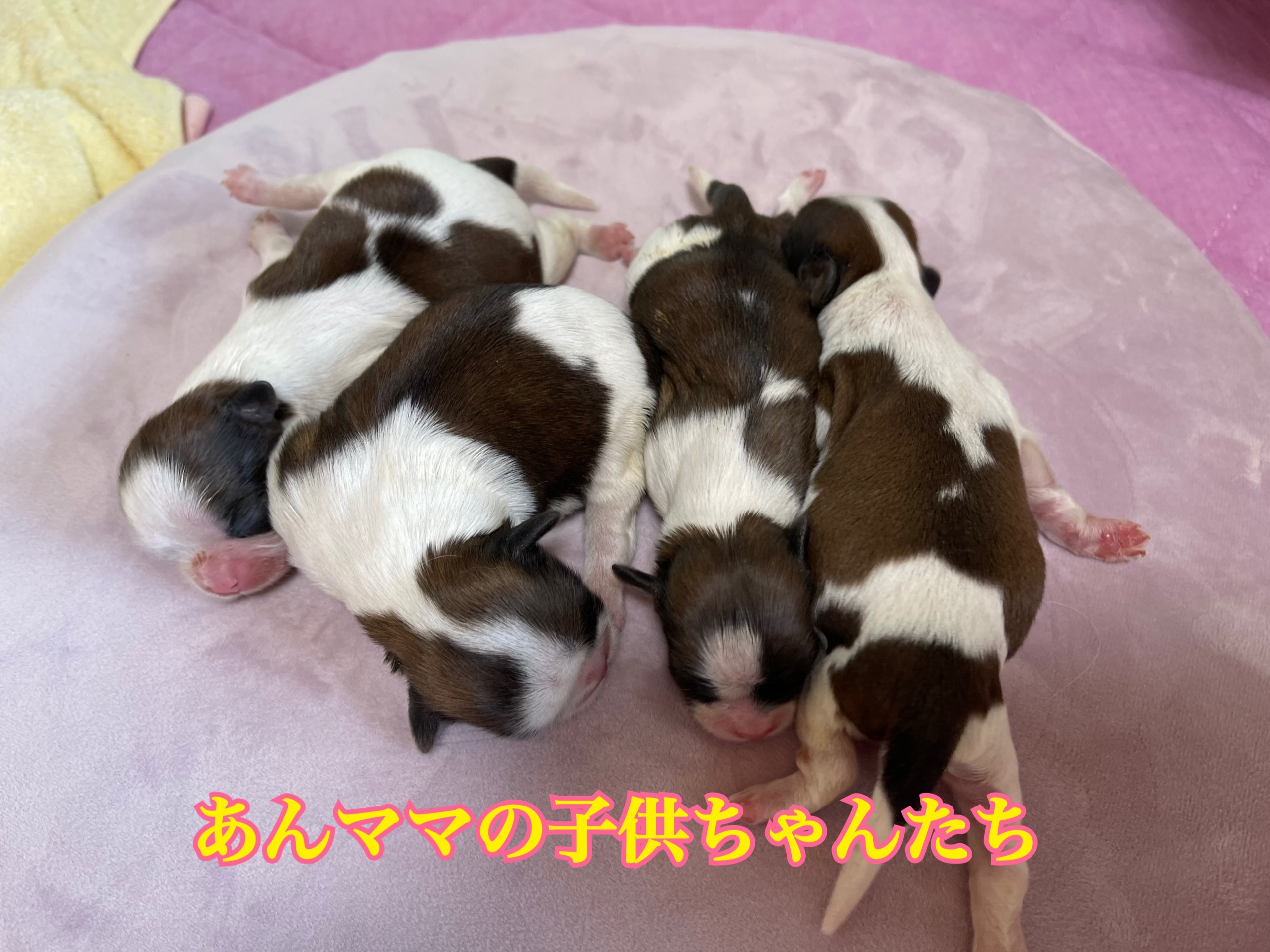 仔犬 赤ちゃん犬最新情報 子犬販売ポッケ 名古屋 しつけ教室 販売 子犬を迎える日のために