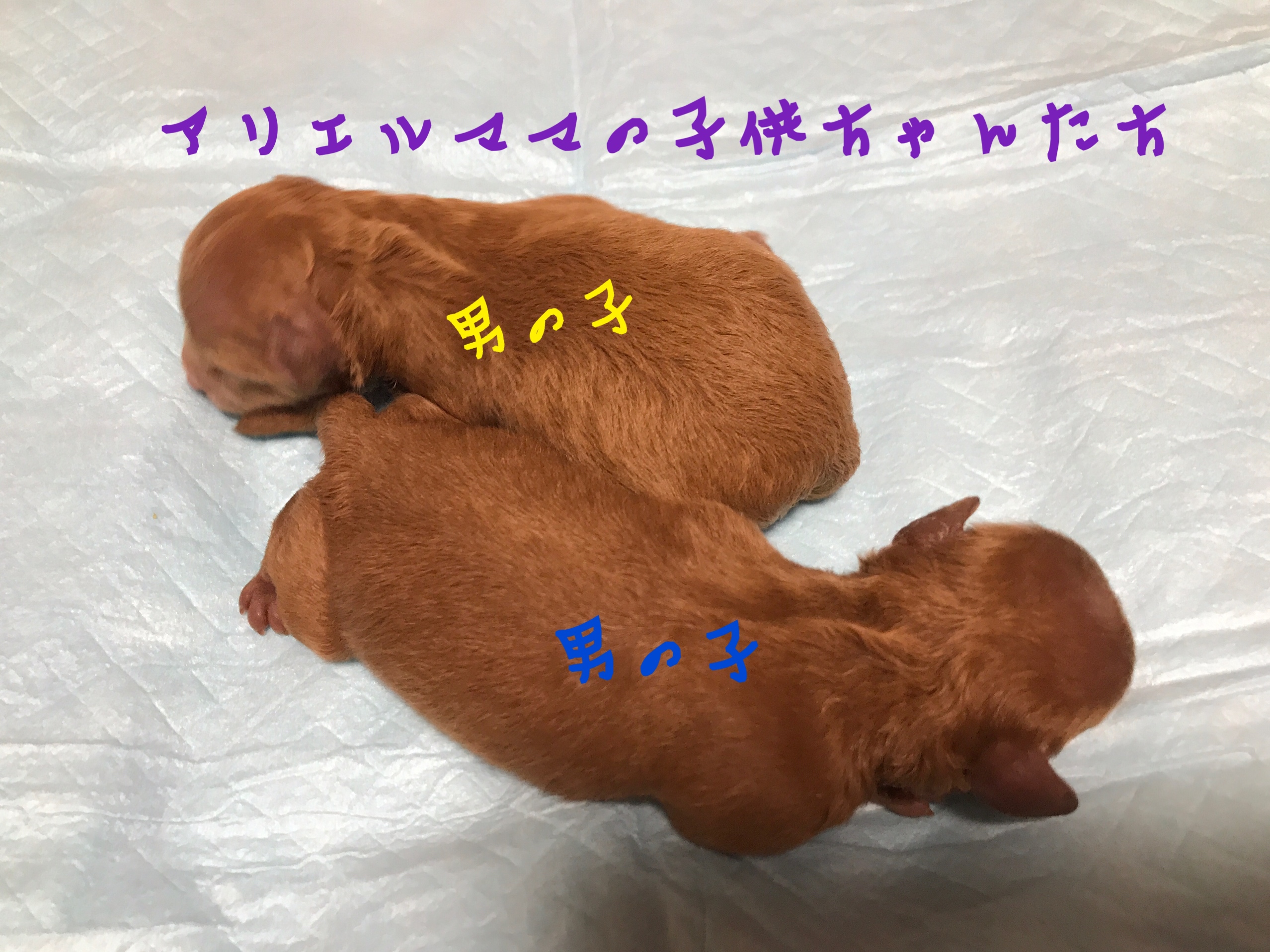 トイプードル 小ぶりサイズ 男の子兄弟