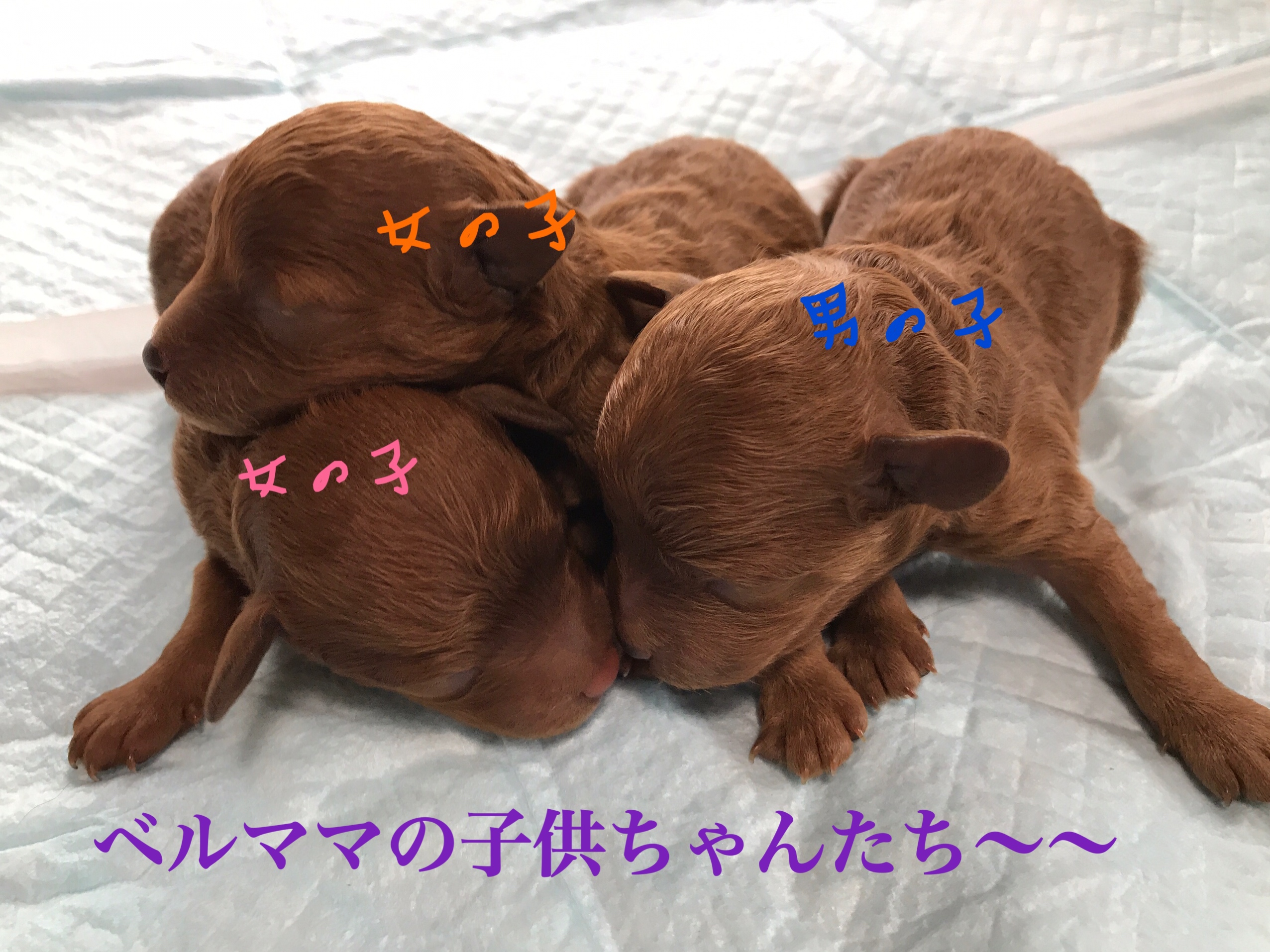 トイプードル 子犬 レッド