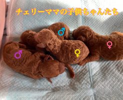 トイプードル　レッド　仔犬販売