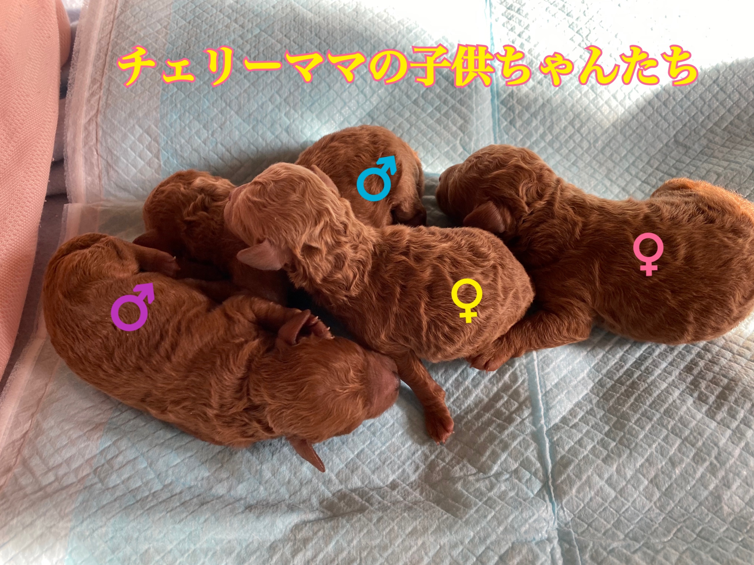 トイプードル レッド 仔犬販売