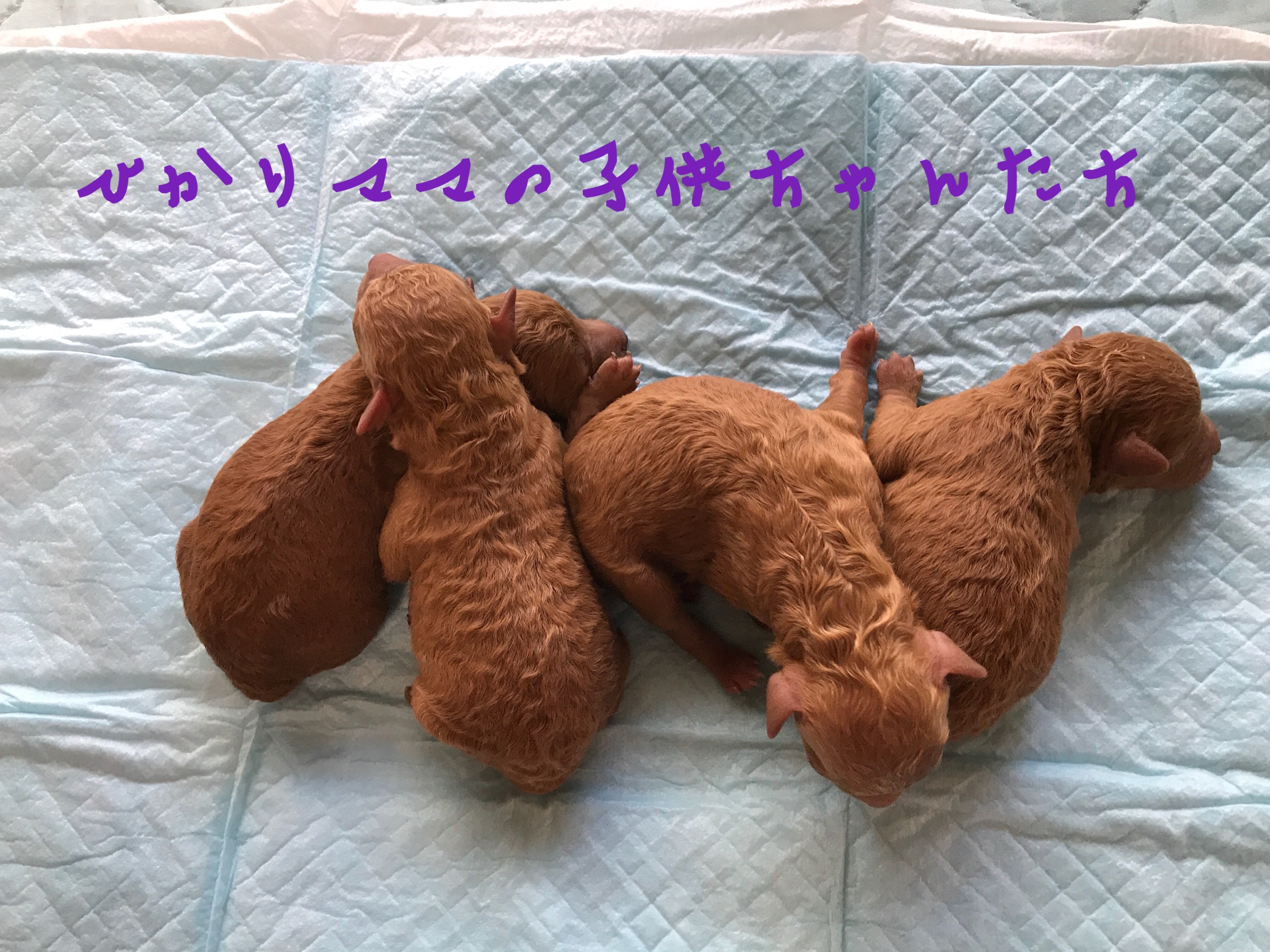 トイプードル レッド 女の子 自家繁殖 仔犬販売