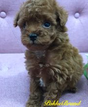 トイプードル ティーカップサイズ 男の子 レッド