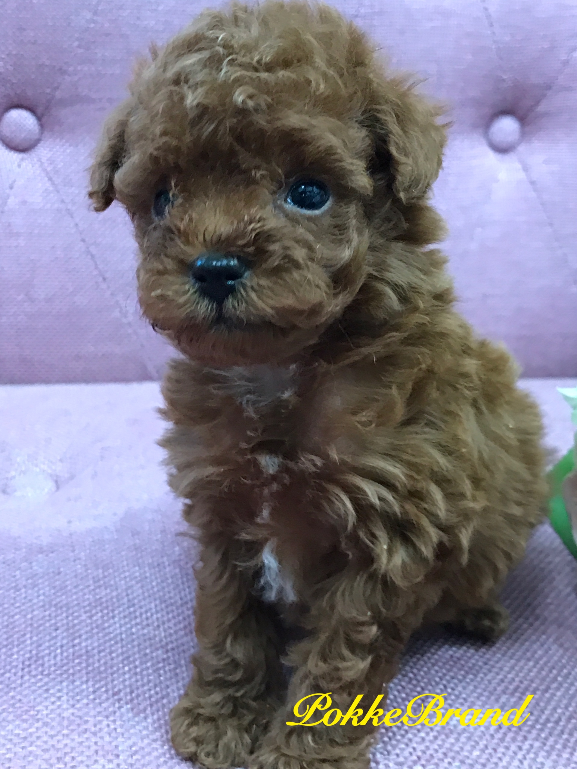 トイプードル ティーカップサイズ 男の子 レッド