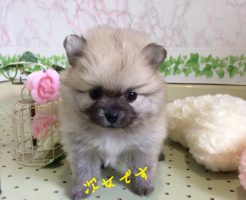ポメラニアン　小ぶりサイズ　ウルフセーブル