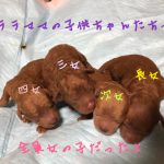 トイプードル レッド 仔犬