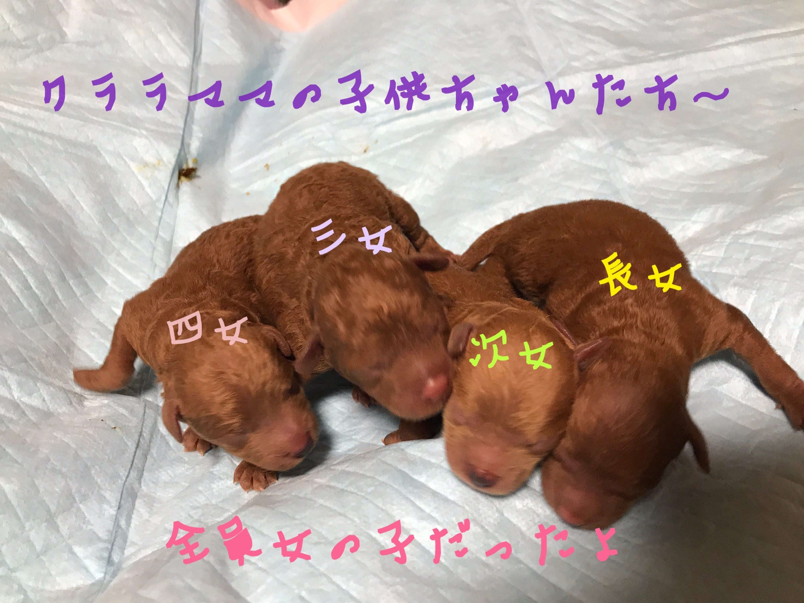 トイプードル レッド 仔犬