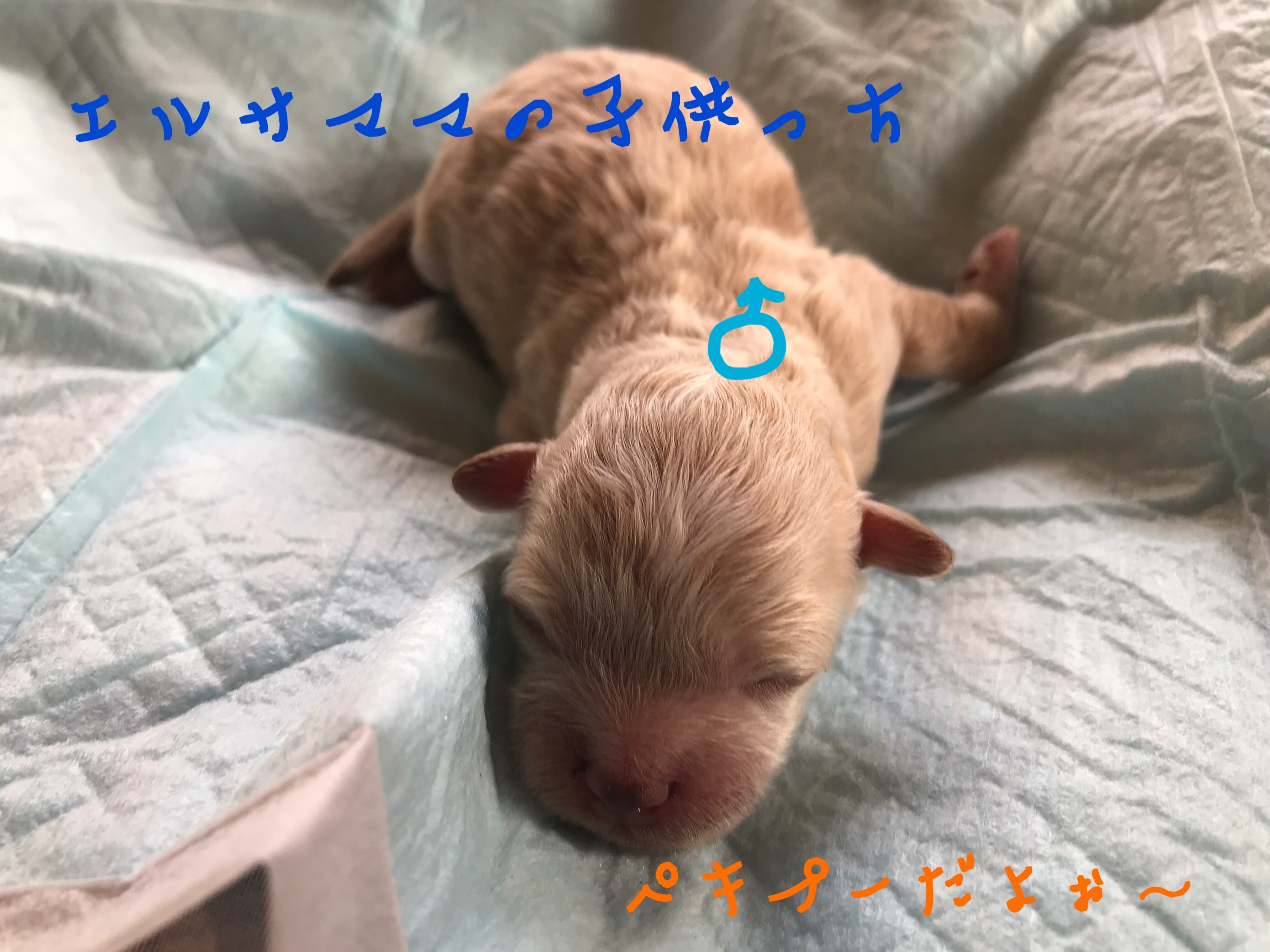 ペキプー 男の子 トイプードル×ピキニーズ