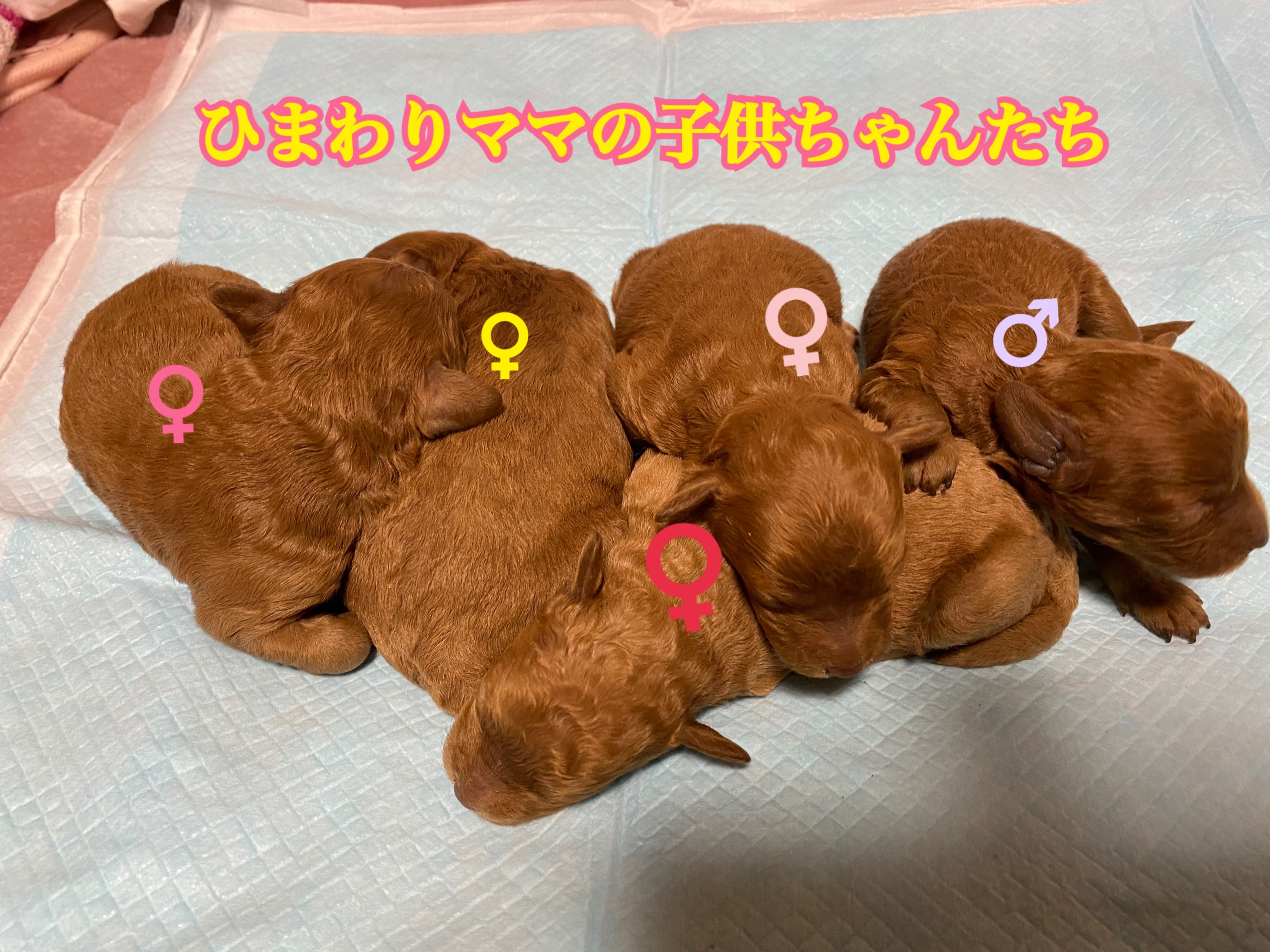 トイプードル レッド 仔犬