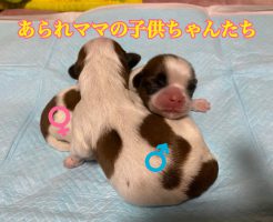 シーズー　ホワイト＆ゴールド　仔犬