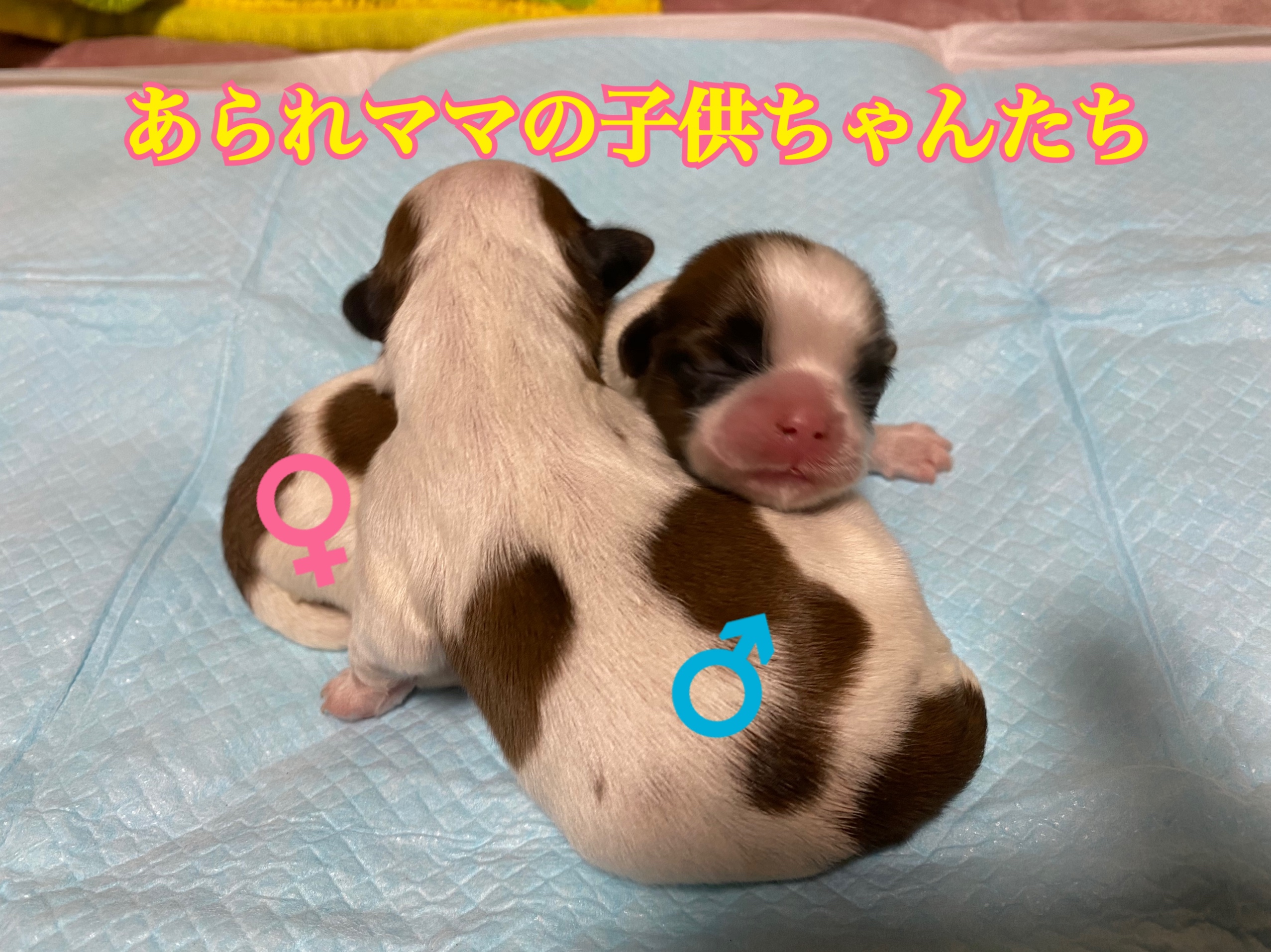 シーズー ホワイト&ゴールド 仔犬