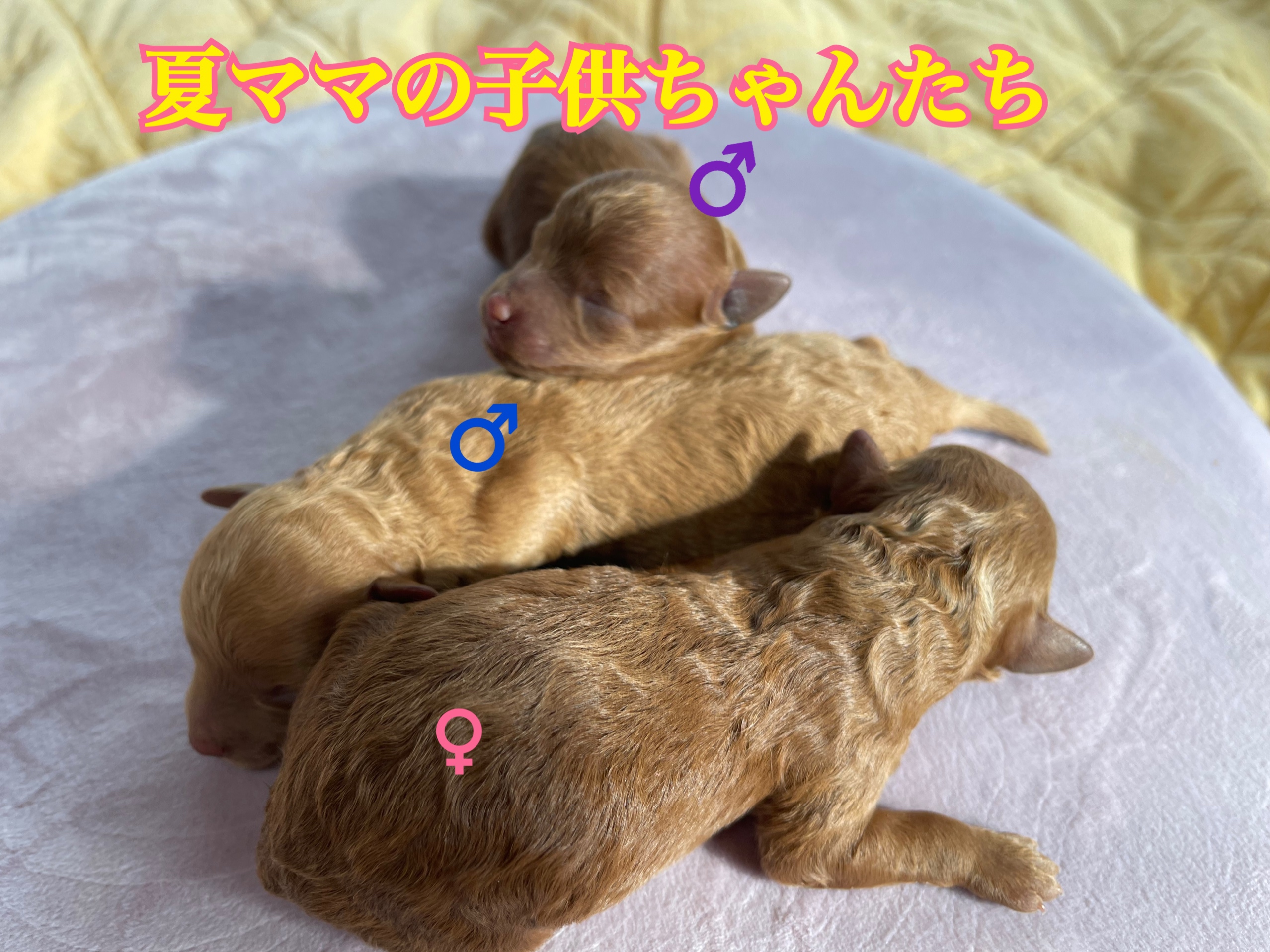 トイプードル レッド 自家繁殖 仔犬