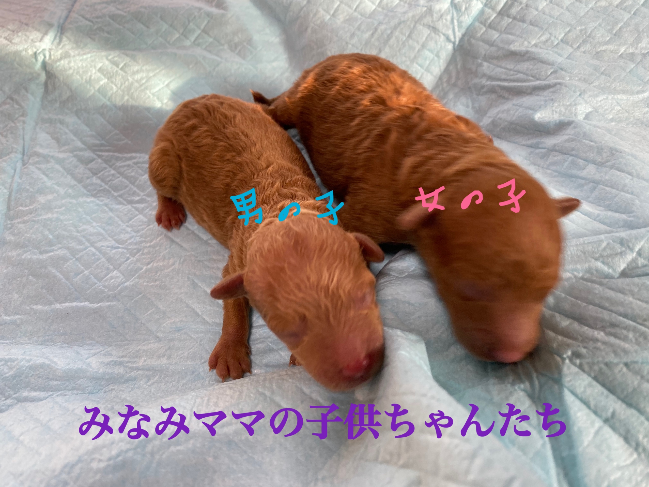 トイプードル レッド 小ぶりサイズ