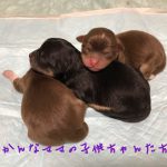 チワワ チョコレート&タンホワイト ブラック&タン