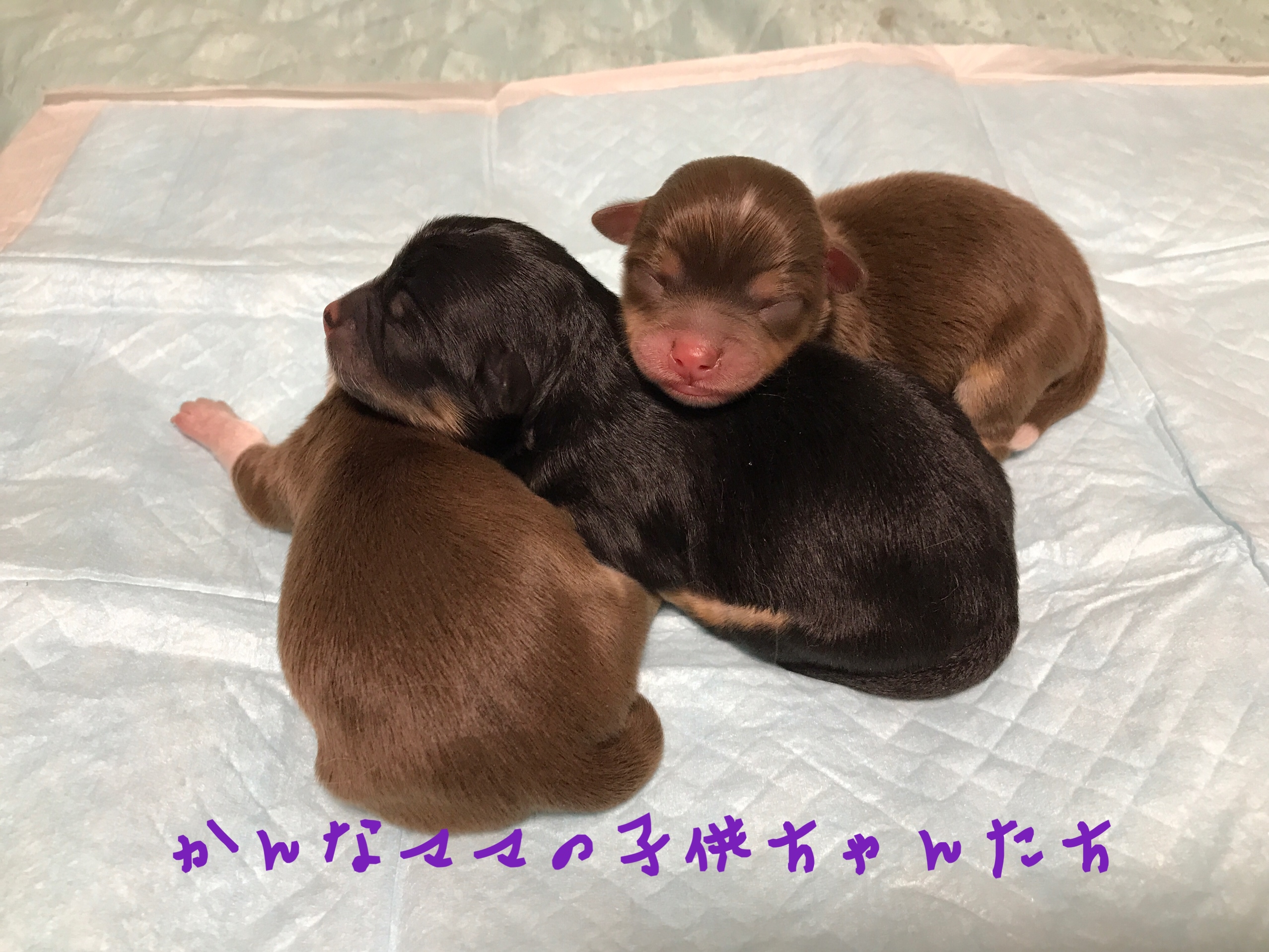 チワワ チョコレート&タンホワイト ブラック&タン