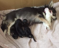 チワワ　出産　子育て