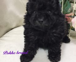 トイプードル　男の子　シルバー