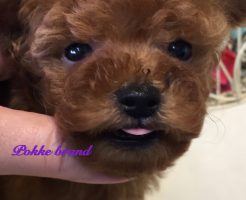 トイプードル　レッド　小ぶりサイズ　