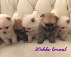 ポメラニアン　兄弟　仔犬
