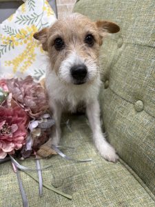 アリス　ジャックラッセル