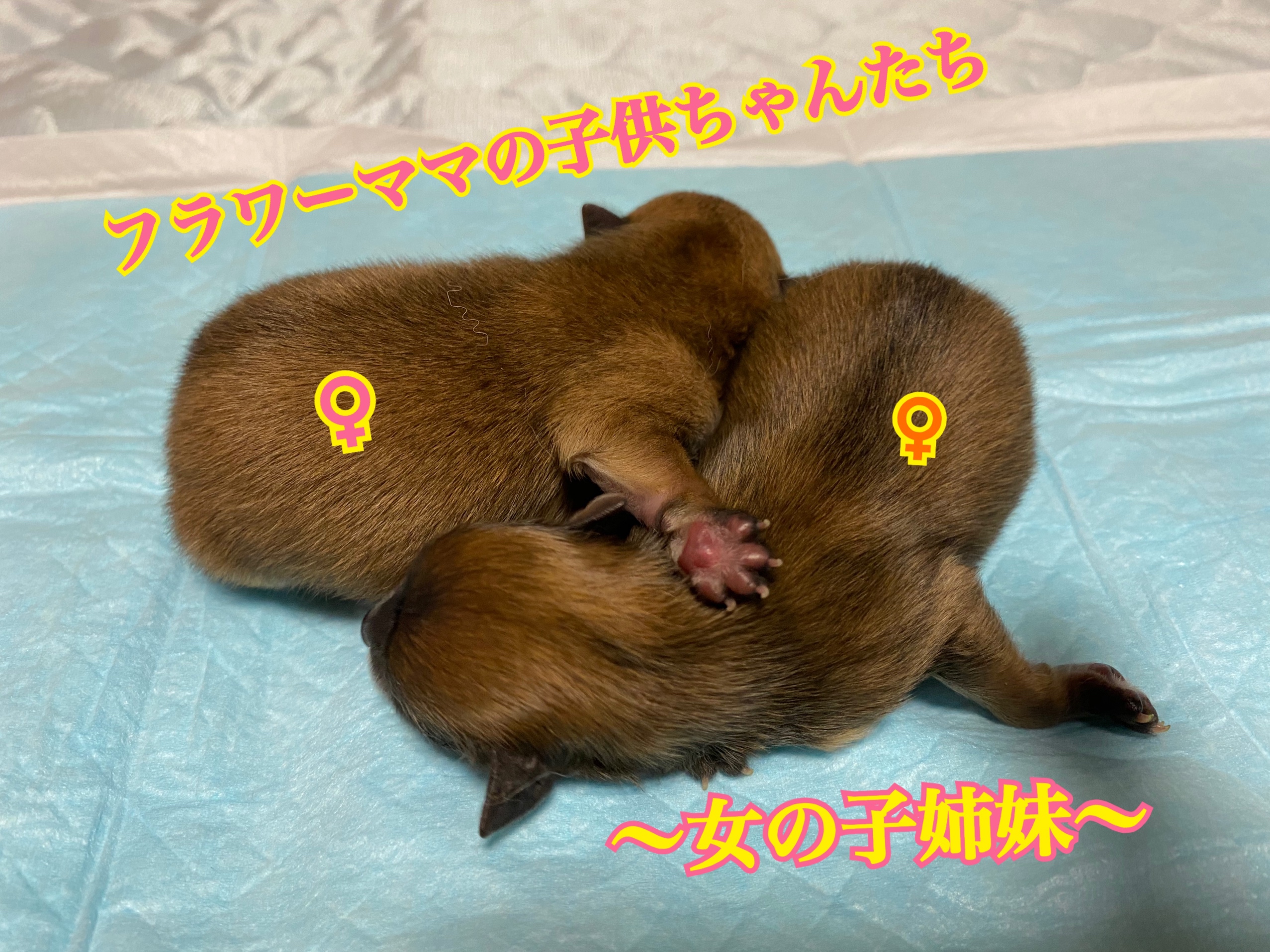 ポメラニアン オレンジ 女の子 自家繁殖