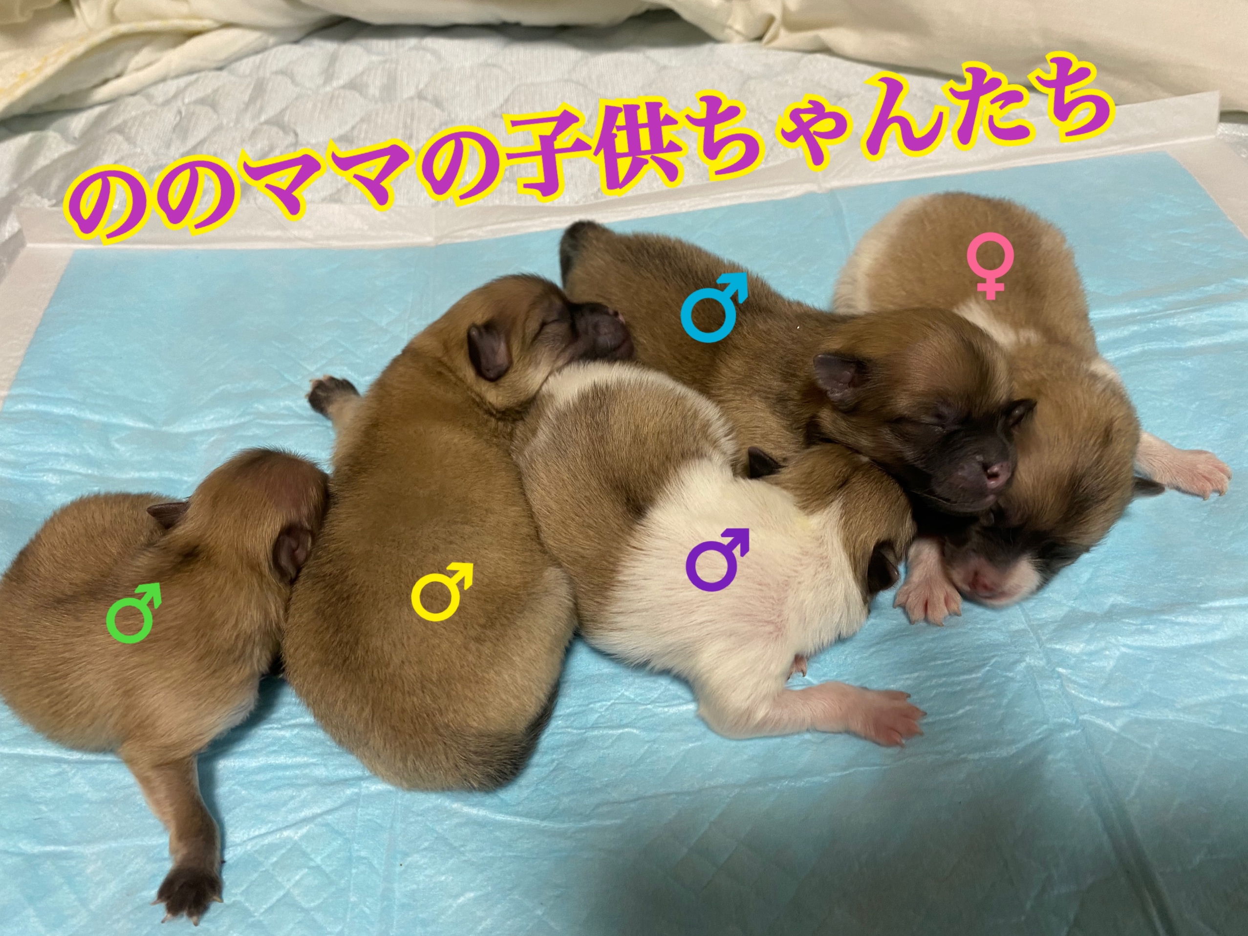 ポメラニアン 自家繁殖 パーティーカラー