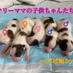 パピヨン 自家繁殖