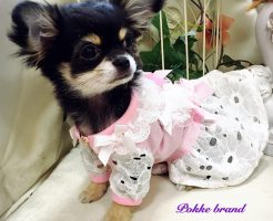 チワワ　子犬　女の子　ポッケブランド