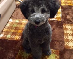トイプードル　シルバー　子犬